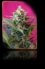 Big Devil XL Auto - Sweet Seeds