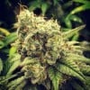Mentas de boda GG - GG Strains