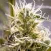 GreenAvenger - Brothers Grimm Seeds