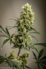 GreenAvenger - Brothers Grimm Seeds