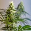 GreenAvenger - Brothers Grimm Seeds