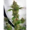นางสาวน้ำส้ม น้ำหวาน - Zmoothiez Seeds