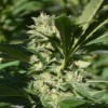Ananas Passion Zmoothie - Terp Hogz GeneticZ