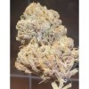 ครีมม่วง - Zmoothiez Seeds