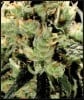Super Lemon Haze - Green House Seeds