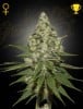 Super Lemon Haze - Green House Seeds