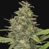 G13 Haze - Barneys Farm Seeds