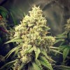 Mentas de boda GG - GG Strains