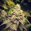 Mentas de boda GG - GG Strains