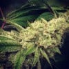 Mentas de boda GG - GG Strains