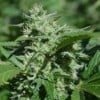 Ananas Passion Zmoothie - Terp Hogz GeneticZ