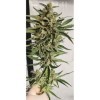 ครีมม่วง - Zmoothiez Seeds