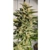 ครีมม่วง - Zmoothiez Seeds