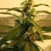 Super Skunk - Nirvana Seeds