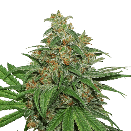 AK420 Auto 大麻种子- Seed Stockers