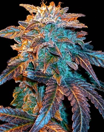 automobiel Gelato Cannabis Zaden