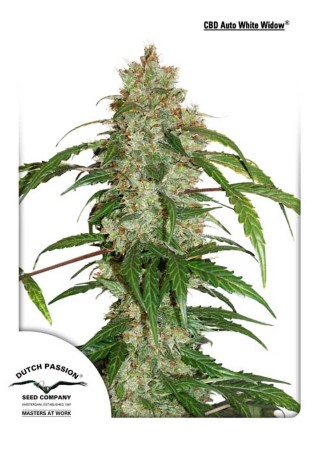 CBD Auto White Widow cannabis Seeds