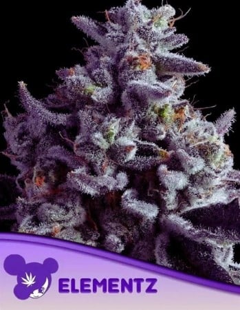 Sementes de Cannabis Elementz