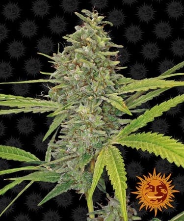 G13 Haze Sementes de Cannabis