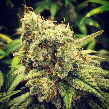 Semillas de marihuana GG Wedding Mints