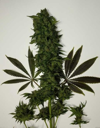 NLX Cannabis Samen