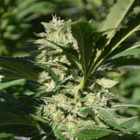 Ananas Passion Zmoothie Cannabisfrø