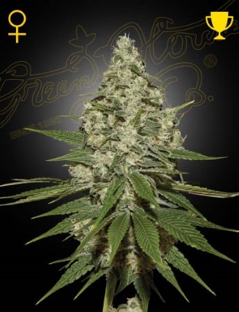 Super Lemon Haze sjemena konoplje