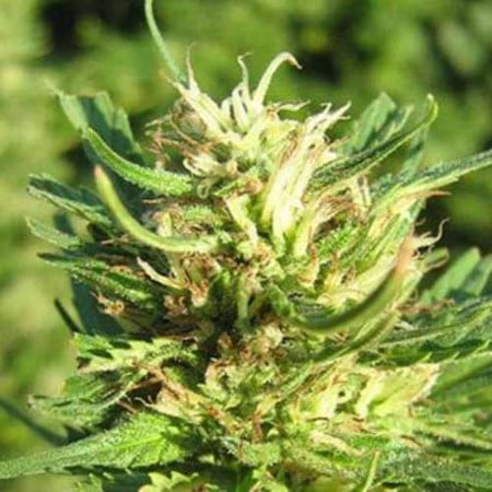 Super Skunk cannabis frön