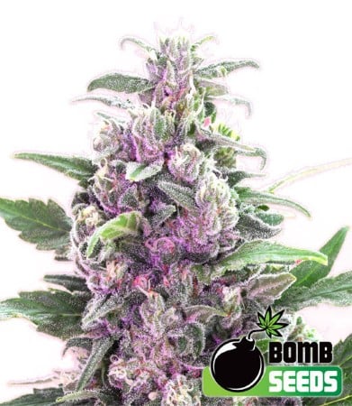 Semillas de cannabis THC Bomb