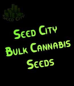 Professor Trichome - London Pound Cake から Seed City Bulk