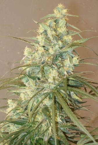 Mountain Gold - Ace Seed bank