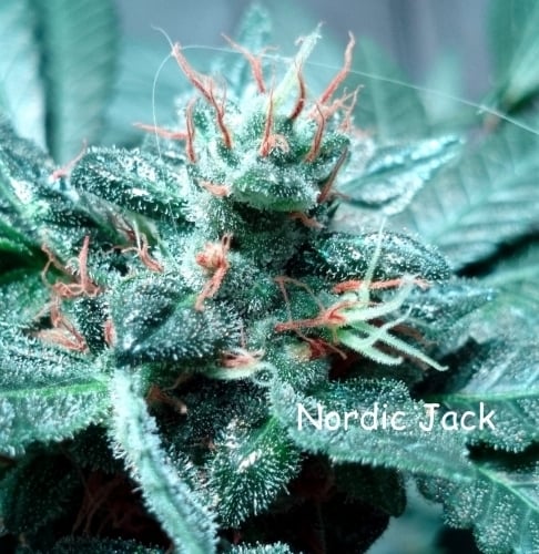 Nordic Jack - Norden Seeds