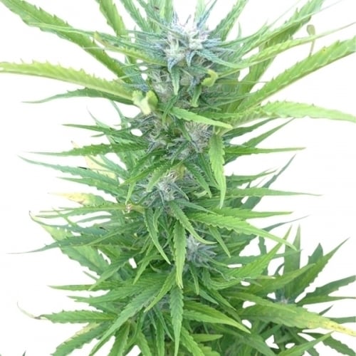 Northern Light Automatic - Royal Queen Seeds