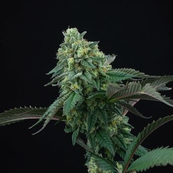 Pink Gasoline - Perfect Tree Seeds