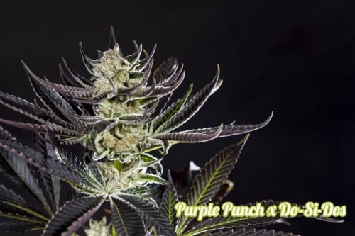 Purple Punch x Do-Si-Dos- Philosopher Seeds