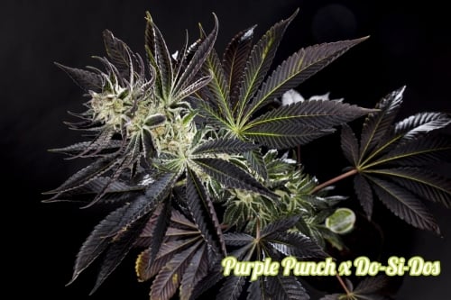 Purple Punch x Do-Si-Dos - Philosopher Seeds