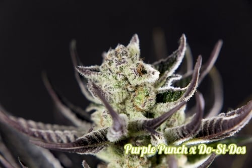 Purple Punch x Do-Si-Dos- Philosopher Seeds