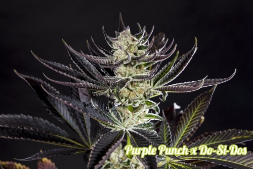 Purple Punch x Do-Si-Dos - Philosopher Seeds