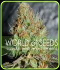 Afghan Kush Special-World of Seeds