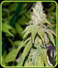 Alien OG-Purple Caper Seeds