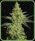 All Kush-Paradise Seeds