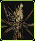 Amethyst Bud-Soma Seeds
