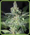 Amnesia-World of Seeds