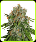 Amnesia Autoflower-Seed Stockers