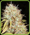 Amnesia Express Auto-Phoenix Cannabis Seeds