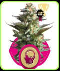 SALE - Amnesia Haze - Royal Queen Seeds-Royal Queen Seeds