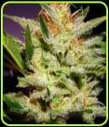Amnesia Haze-Nirvana Seeds