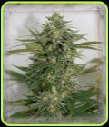 Amnesia Lemon Pie-Garden of Green