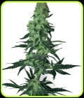 Amnesia White-White Label Seeds