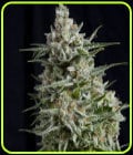 Anesthesia-Pyramid Seeds